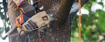 Mulching Services in Chrisman, IL