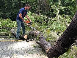 Best Tree Disease Treatment  in Chrisman, IL